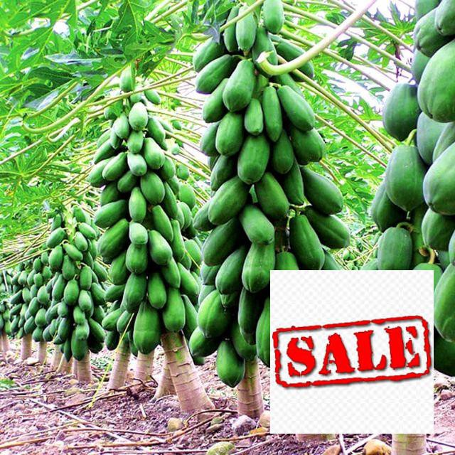 Gói 5 hạt giống đu đủ trái dài SALE