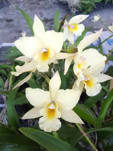 Cattleya lai ency trắng