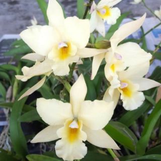 Cattleya lai ency trắng