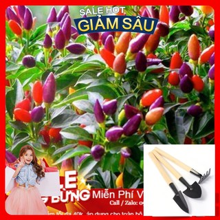 Hạt Giống Ớt Ngũ Sắc - 30 Hạt / Gói - Tặng Kèm Bộ Dụng Cụ Trồng Cây Mini