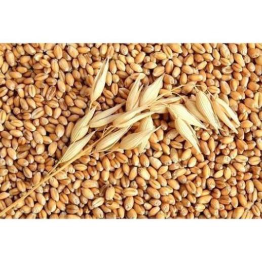 Gói 100g Hạt giống mầm lúa mạch - đại mạch UY TÍN, GIÁ RẺ, CHẤT LƯỢNG BÀ CON AN TÂM ƯƠM MẦM
