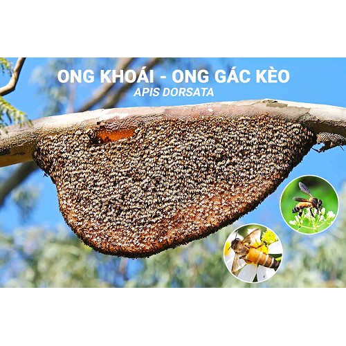 Mật ong khoái apabee - 1 lít 1,38 kg - mật ong rừng nguyên chất - ảnh sản phẩm 4