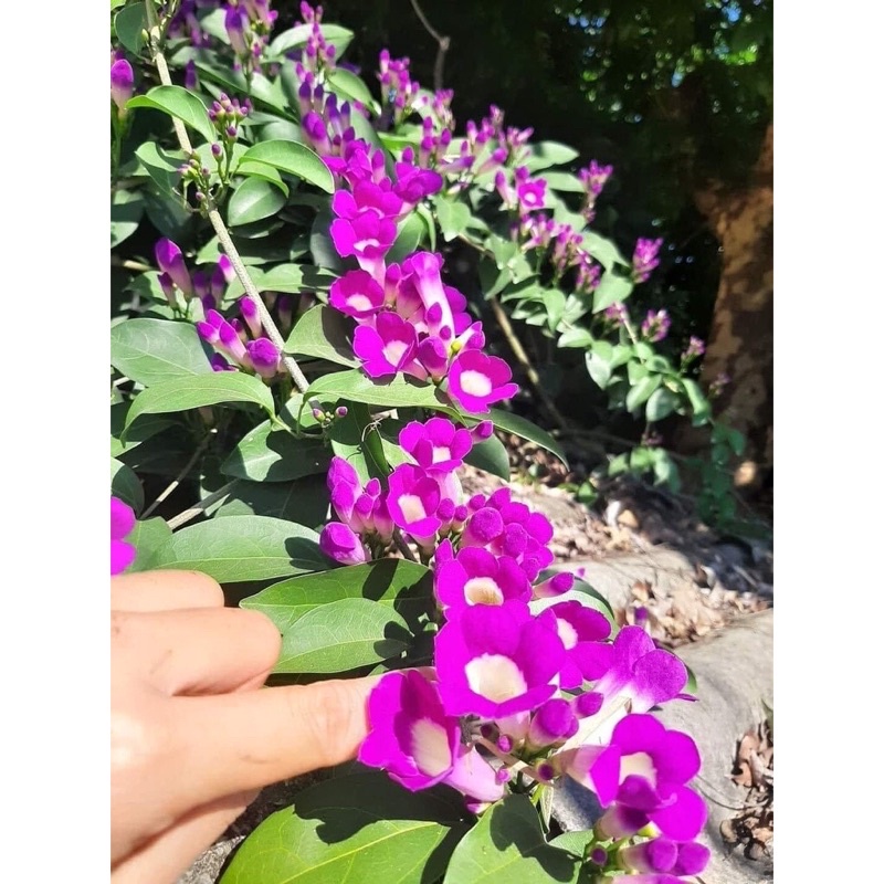 Cây giống hoa Lan tỏi Sỉ 5k