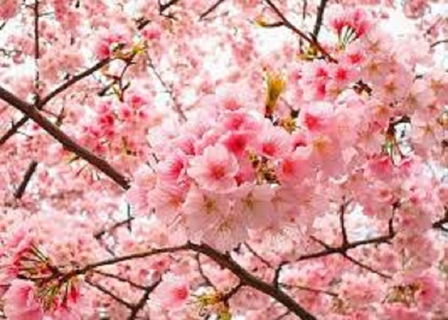 CÂY GIỐNG HOA ANH ĐÀO - HOA ĐẸP BIỂU TƯỢNG NHẬT BẢN - CÂY GIỐNG NGUYÊN BẦU + Tặng 02 cây nhót ngọt