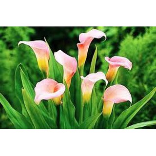 Com bo 2 củ hoa rum nam phi- củ giống