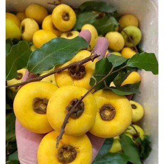 CÂY GIỐNG CÂY THỊ THƠM, QUẢ NGỌT- LOÀI CÂY VƯỢNG PHONG THỦY CHO GIA CHỦ + Tặng 01 cây dâu da đất( bòn bon)