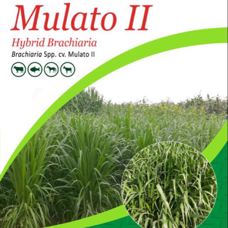 Hạt cỏ chăn nuôi Mulato II- gói 1 kg
