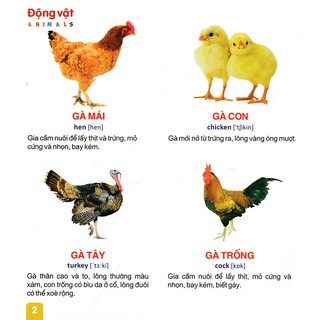 Từ Điển Tranh Dành Cho Thiếu Nhi (Bộ Túi)