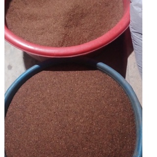 50Gram/gói Hạt giống cây gỗ bạch đàn đỏ
