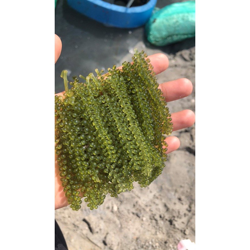 500g-1kg rong nho tươi Nha Trang