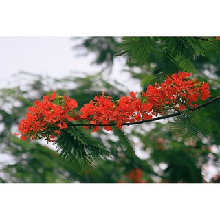 CÂY GIỐNG HOA PHƯỢNG ĐỎ - HOA ĐẸP BỀN