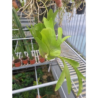 Cây ổ rồng - cây đã thuần dưỡng (Platycerium grande)