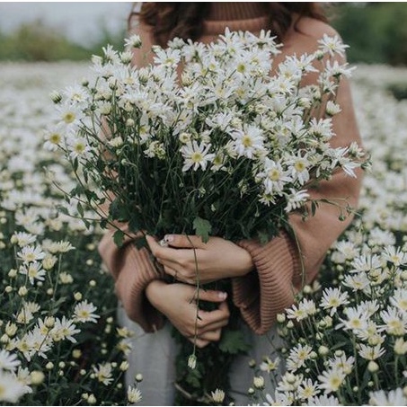 HẠT GIỐNG CÚC HỌA MI Painted Daisy, 50 Seeds, Beautiful Mulit Colours Blooms.