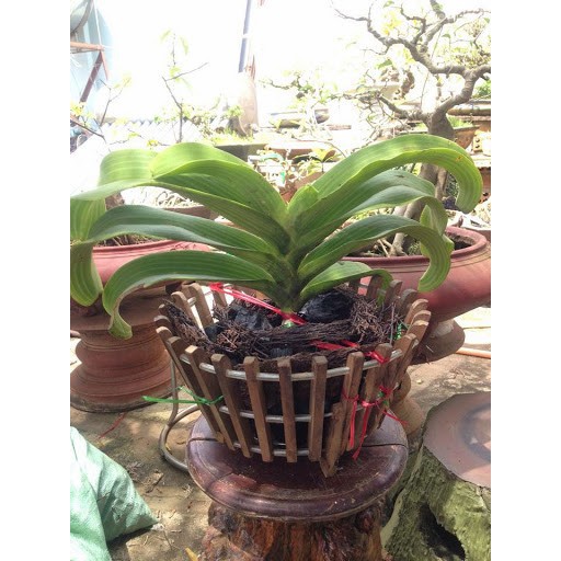 Giá thể trồng lan - than củi qua xử lý - 1kg
