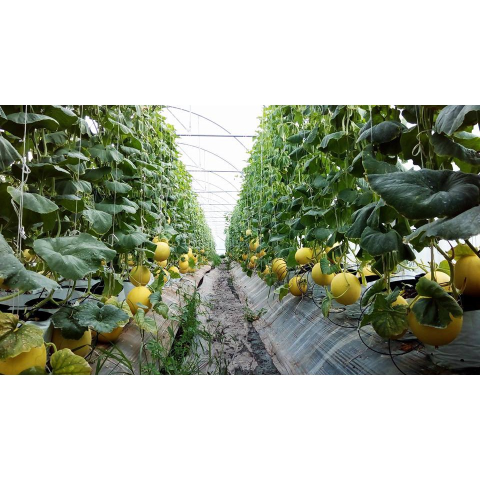 Dây SE Treo Dưa Lưới, Cà Chua