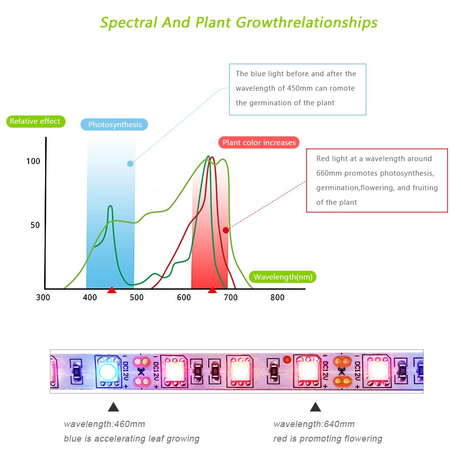 GBKOFĐèn phát triển thực vật 2m 3m 5m chống thấm nước đầy đủ dải quang phổ LED Ánh sáng đèn hoa Phyto Màu xanh lam đỏ cho nhà kính thủy canh với dây chuyển đổi