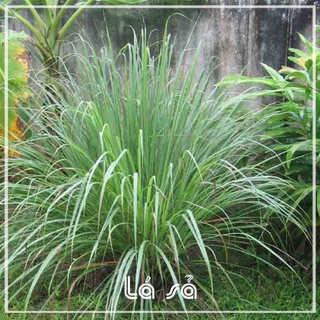 500gram Lá sả (xả) khô