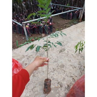 combo 3 cây móc mật