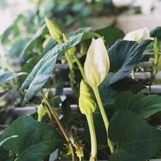 Hạt giống rau chom chan Thái Lan