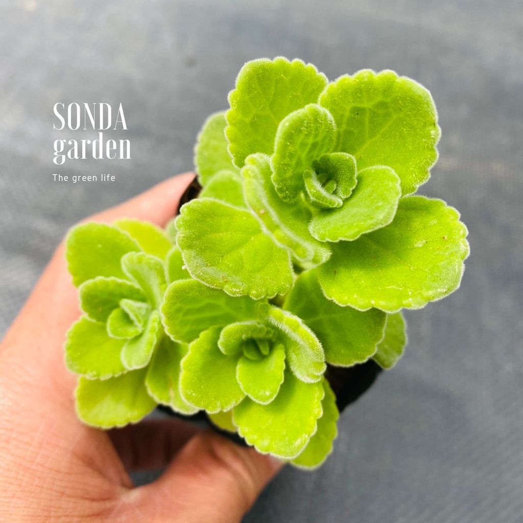 Sen thơm nhất mạt hương SONDA GARDEN size bé 5-7cm, xuất xứ Đà Lạt, khoẻ đẹp, lỗi 1 đổi 1