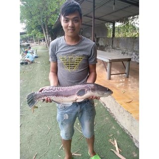 Cám Chuyên Chép Khó Đỡ