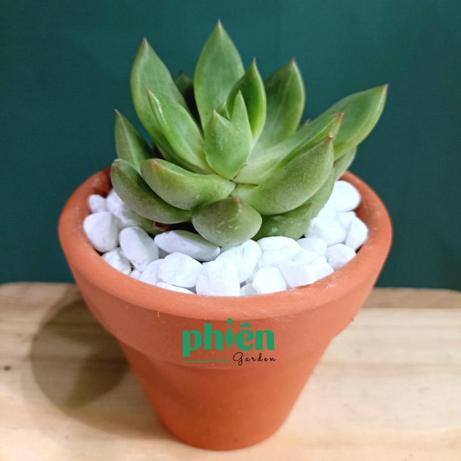 Sen Đá Đà Lạt mini, Sen đá kèm chậu đất nung đẹp để bàn