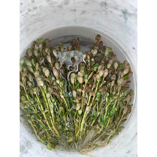 10 ngọn Vảy Ốc Ấn Độ - Rotala Indica