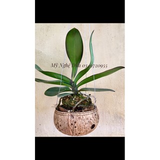 Chậu gáo dừa trồng lan loại to đặc biệt từ 15cm