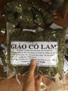 giảo cổ lam