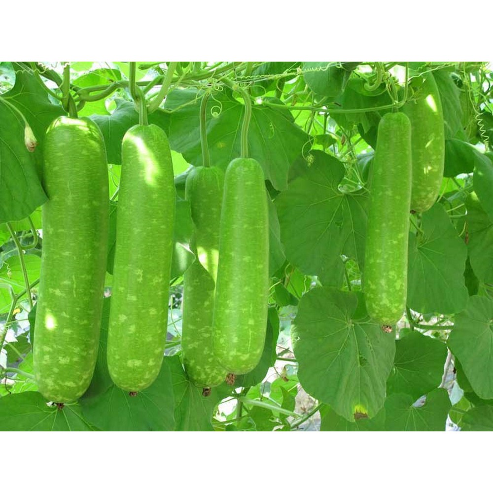 Hạt giống Bầu sao F1