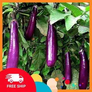1g hạt giống cà tím khuyến mại trong ngay