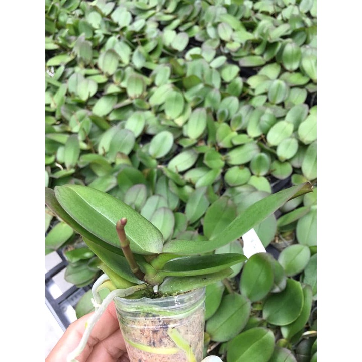Hồ điệp giống hoa đại 10 màu cây to khỏe cốc 1.7 rất đẹp