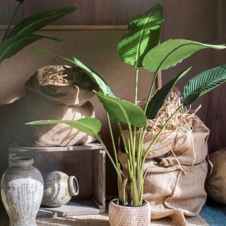 Cây chuối cảnh cao cấ giống thật 99% trang trí nội thất, phụ kiện chụp ảnh