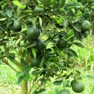 Cây cam sành giống đặc sản hà giang