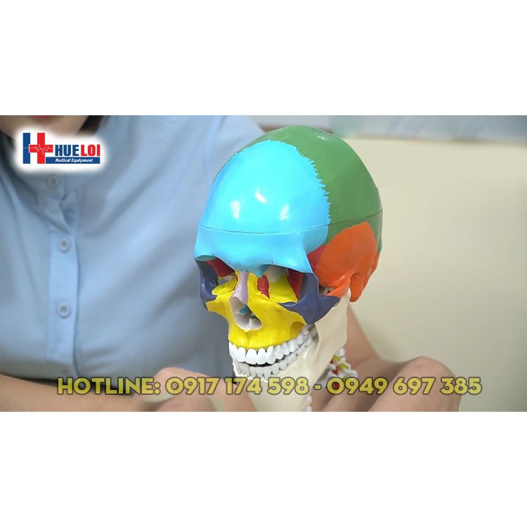 Mô hình giải phẫu xương sọ và cột sống cổ