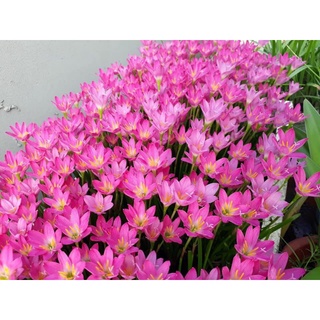 Củ Giống Huệ Mưa | Tóc Tiên Màu Hồng Nội