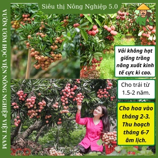 Cây giống vải thiều không hạt f1, giống vải thiều thanh hà, lục ngạn, cây giống vải thiều không hạt đại học nông nghiệp