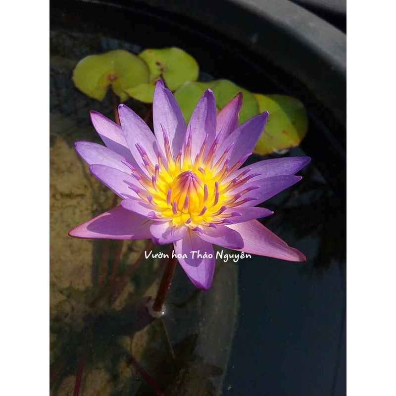 Cây hoa súng Thái Lan màu Tím Huế Đ-05