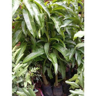cây giống Xoài Úc
