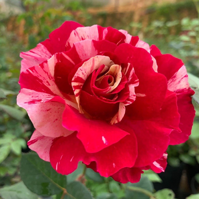 Cây hoa hồng bụi Maurice Utrillo màu đỏ sọc, cây nguyên chậu cao 50-60cm. thienan22916