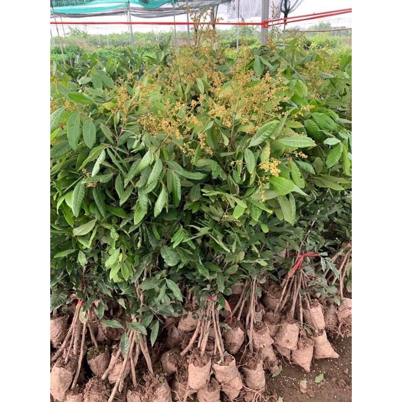 cây giống nhãn hạt lép
