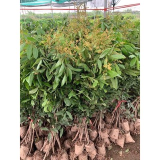 Cây giống nhãn hạt lép