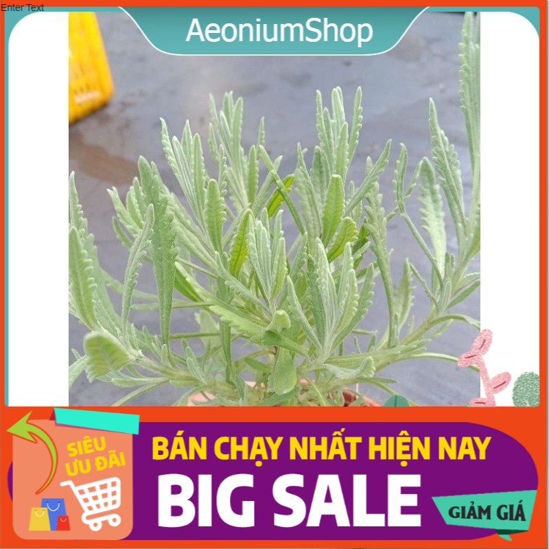 YÊU NHAU TẶNG GÌ  OẢI HƯƠNG LAVENDER THUẦN KHÍ HẬU SIZE 10cm đáng eo