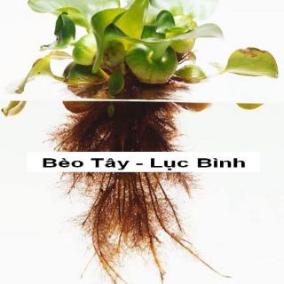 Rễ bèo tây (lục bình)