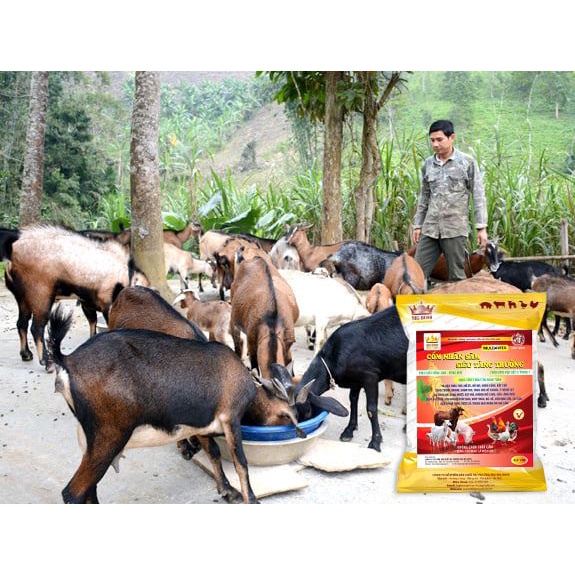 Cốm nhân sâm siêu tăng trưởng, men tiêu hóa kích thích đường ruột hấp thụ, tăng sức đề kháng cho vật nuôi túi 1kg