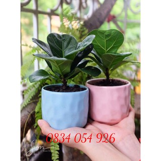 Chậu Trồng Cây Mini Bằng Gốm Sứ