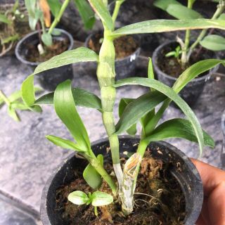 Trầm Rồng Hè