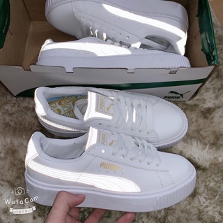 Puma puma.