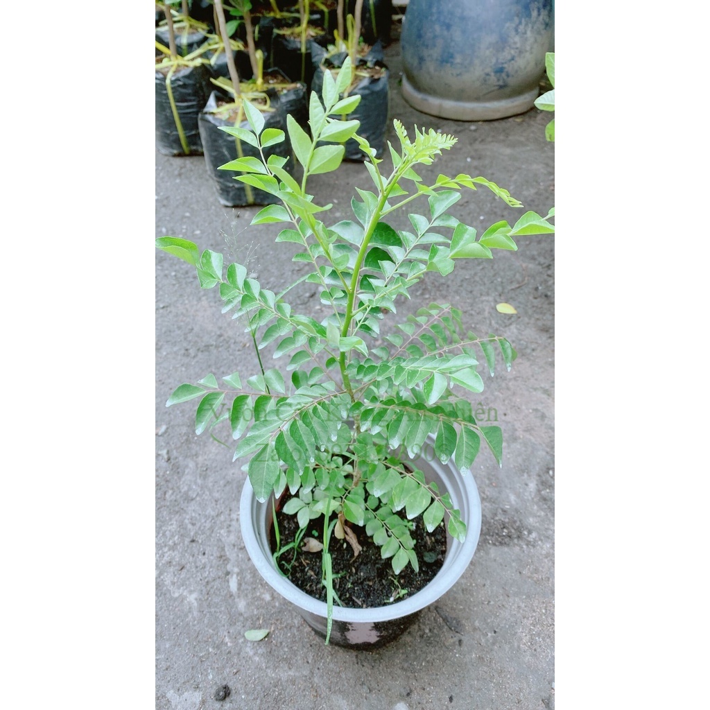 Cây Cari Hàng Khoẻ Đẹp