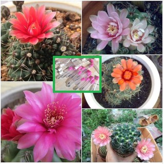 Hạt giống xương rồng thần 20 hạt (TẶNG gói kích thích hỗ trợ hạt nảy mầm)